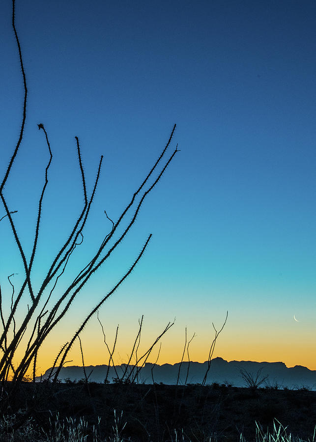 Sunrise With Ocotillo #2 Photograph by Al White