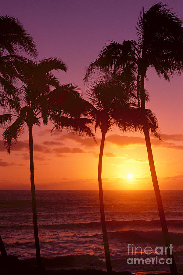 Sunrise With Palms Photograph by Tomas del Amo - Printscapes