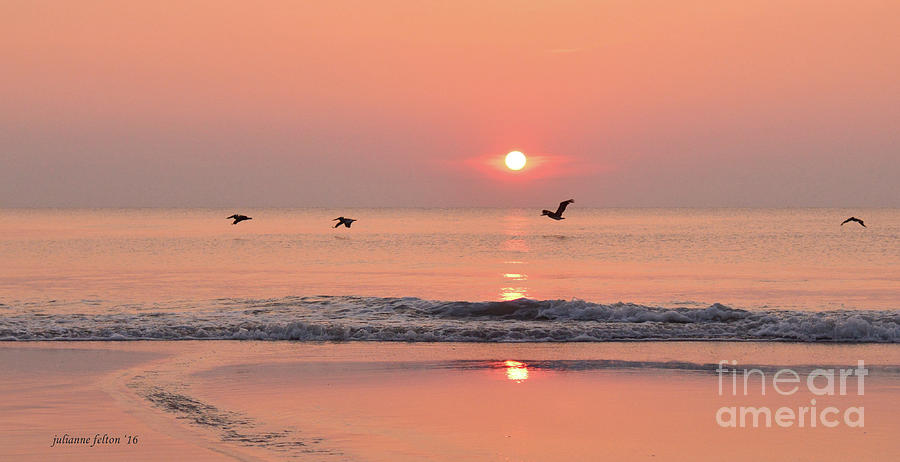 Sunrise with pelicans Photograph by Julianne Felton