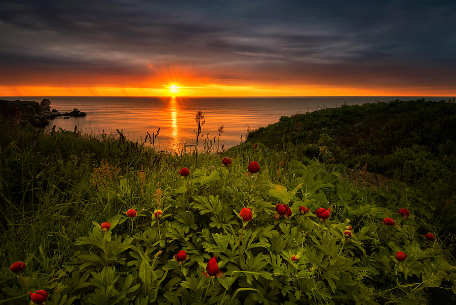 Sunrise With Peonies Photograph