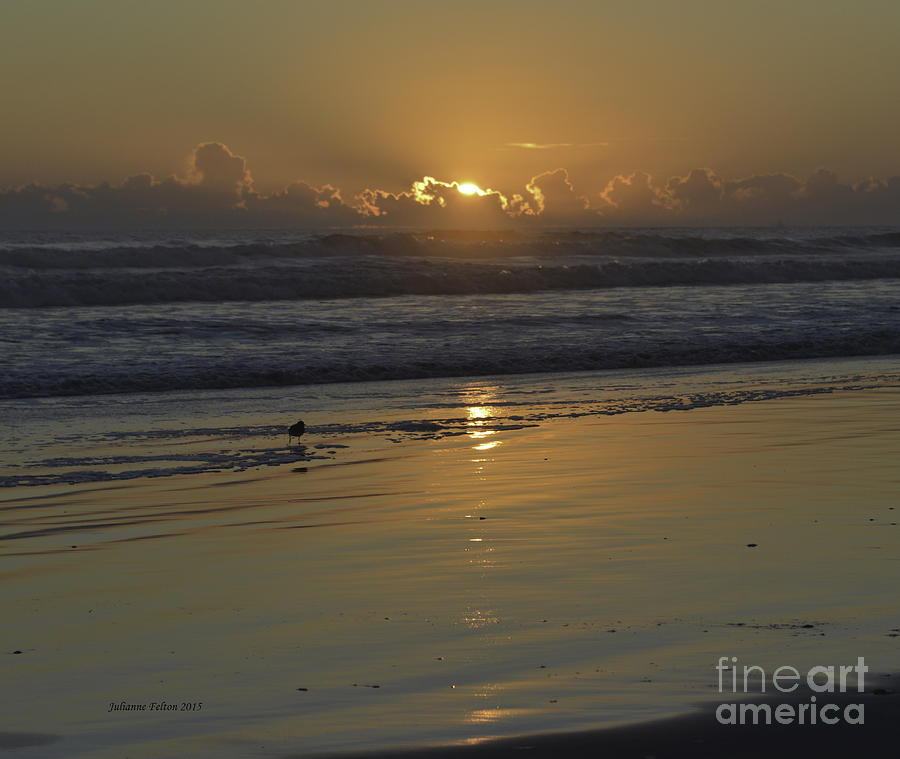 Sunrise with Sandpiper 12-12-15 Photograph by Julianne Felton