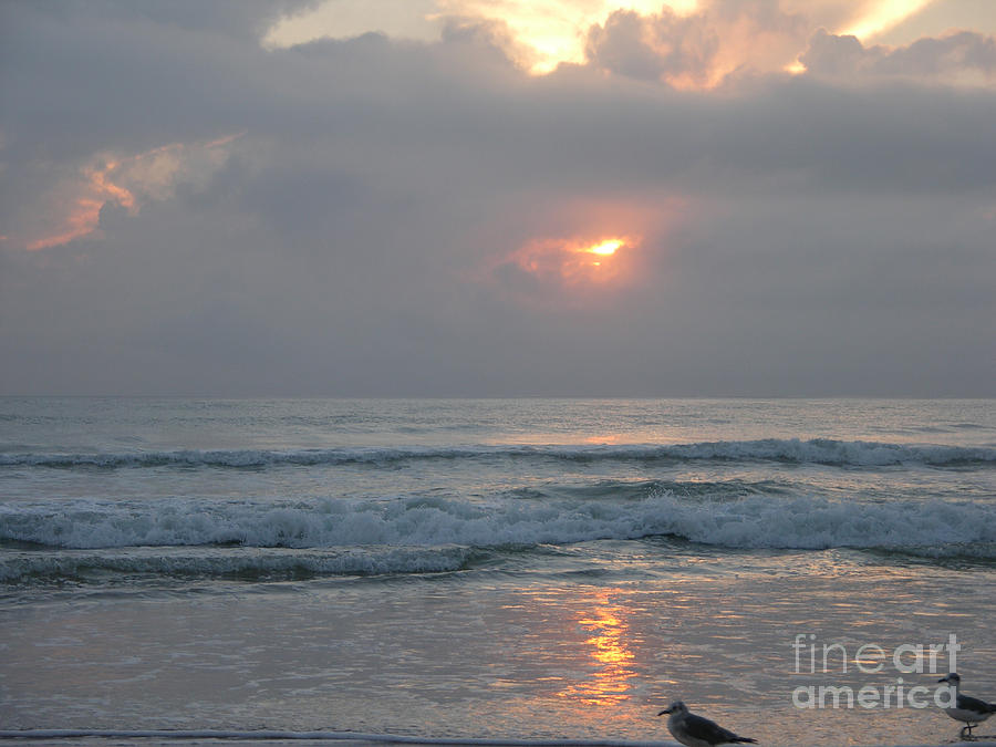 Sunrise with seagulls Photograph by Julianne Felton