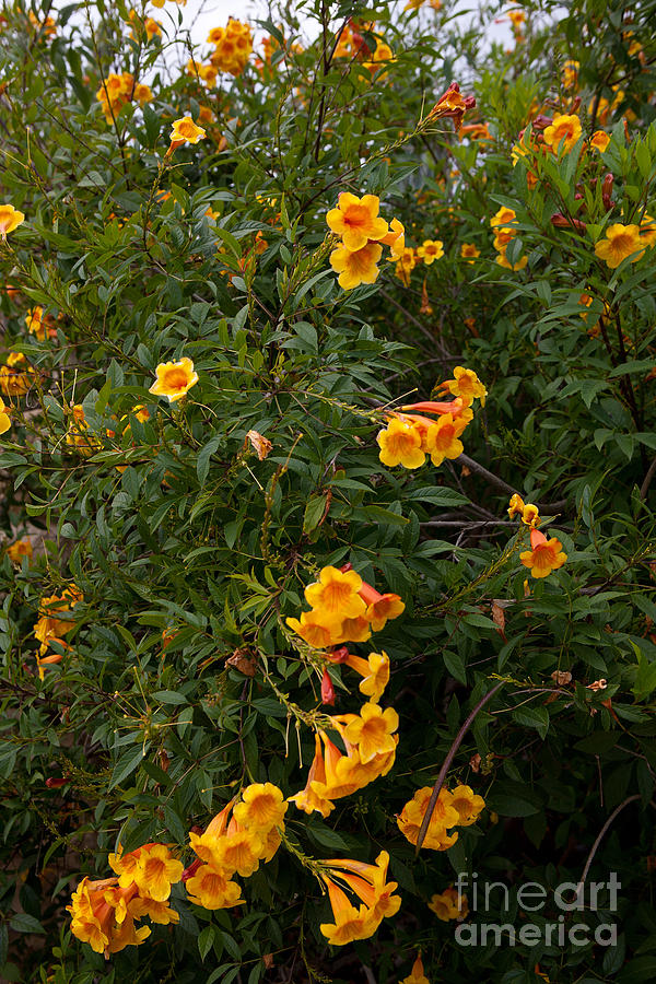 Sunrise Yellow Bells Photograph