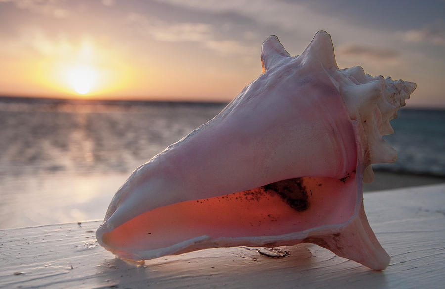 Sunrising on a Conch Photograph by Jean Noren