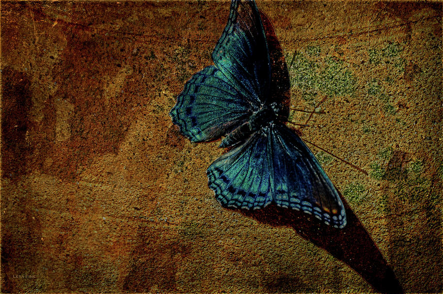 Suns Cast Butterfly Art Mixed Media by Lesa Fine