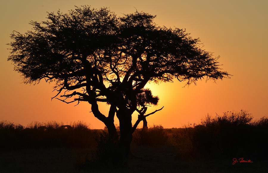 Sunset Acacia Photograph by Joe Bonita