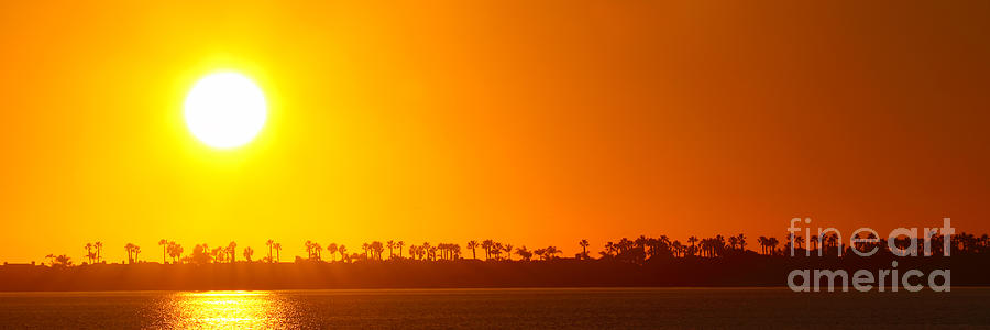 Sunset Along Line Of Palms Photograph by Max Allen