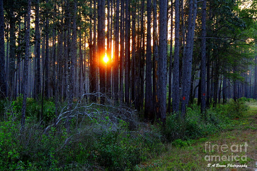Sunset along the Florida Trail - St.Marks Photograph by Barbara Bowen