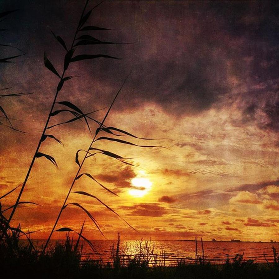 Sunset Photograph - Sunset Among The Reeds #sunset by Joan McCool
