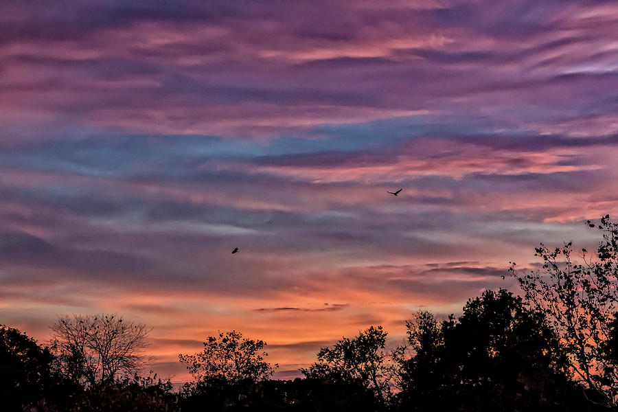 Sunset and Birds Photograph by Robert Ullmann