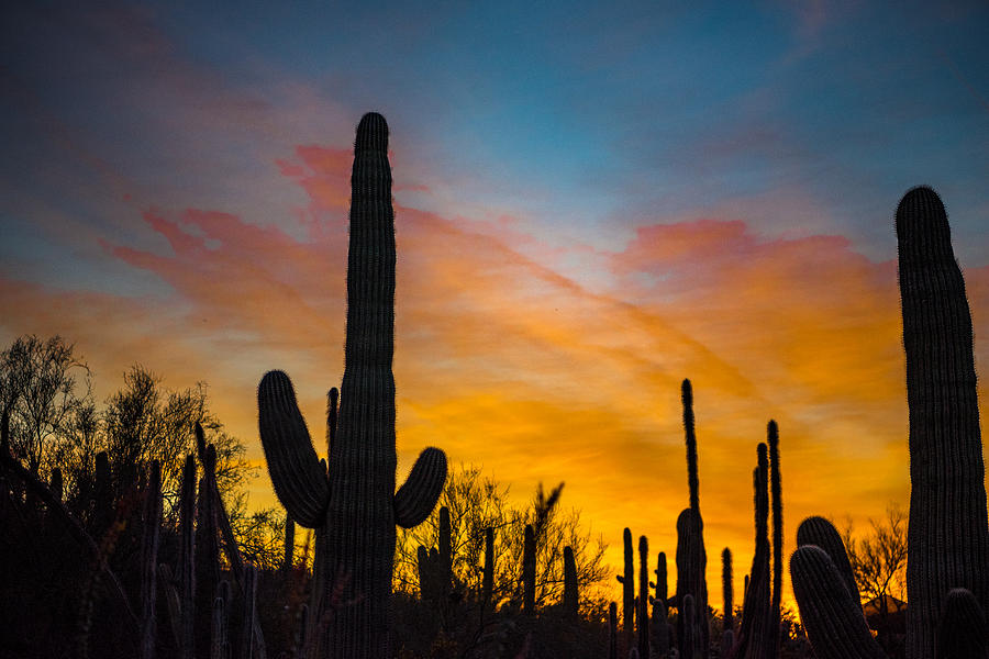Sunset and Cactus Photograph by Paul LeSage