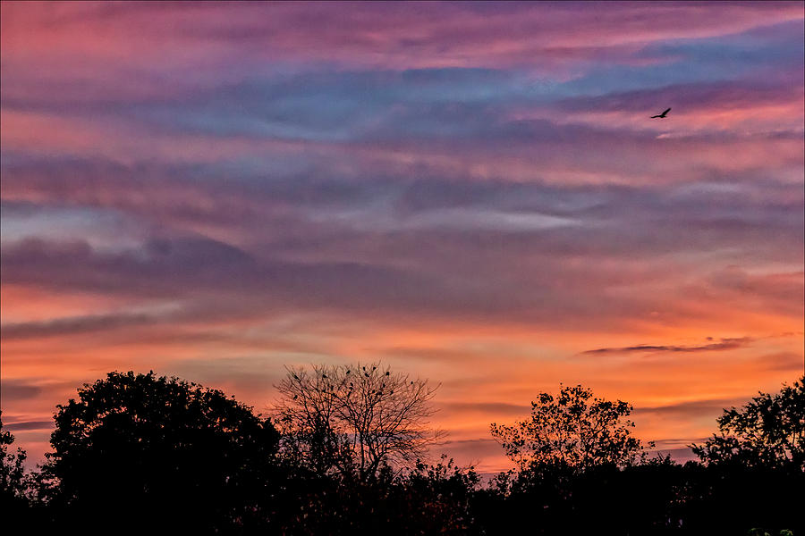 Sunset and Crow Photograph by Robert Ullmann