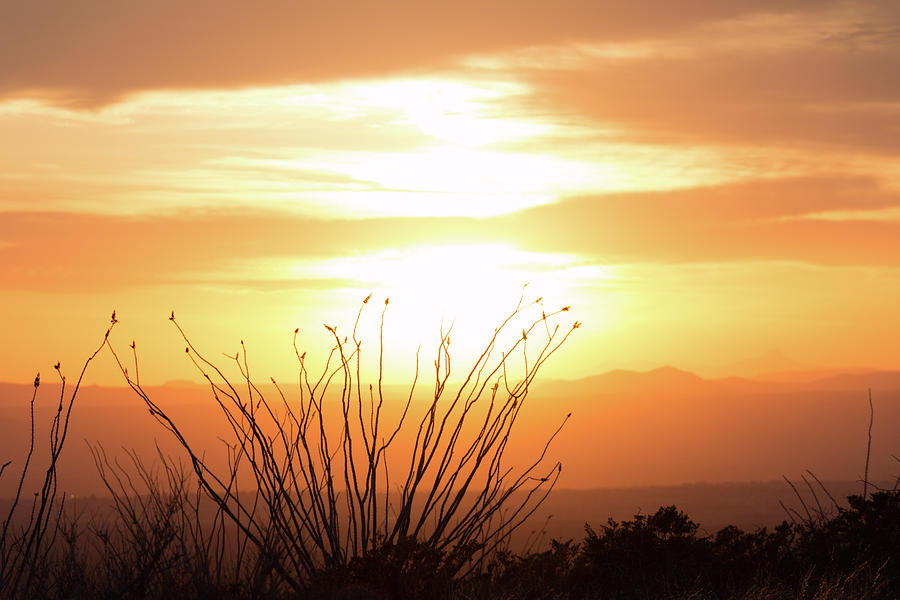 Sunset And Desert Cactus Photograph