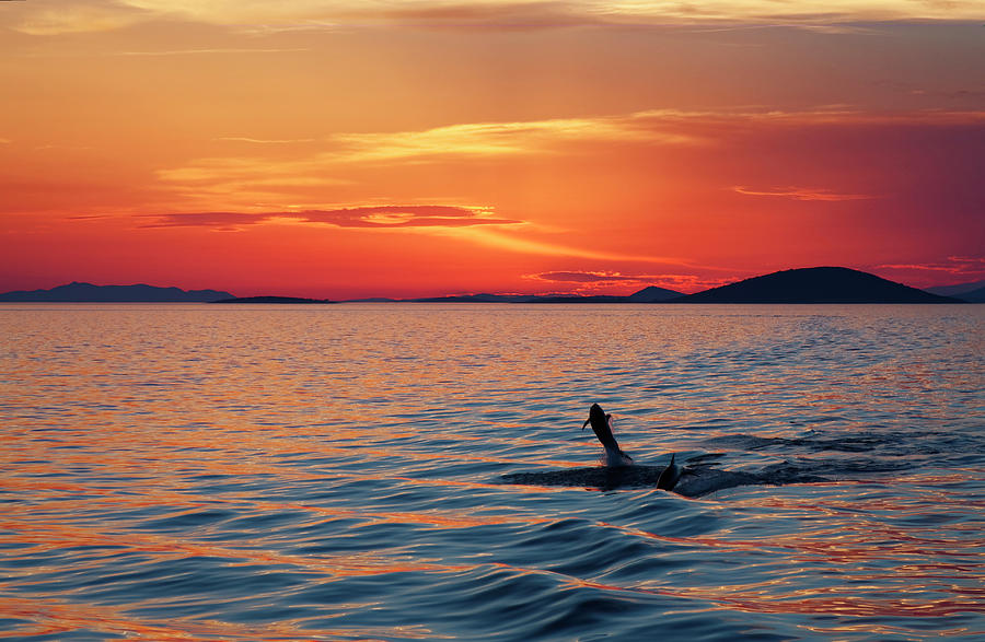 Sunset and Dolphins Photograph by Sally Weigand