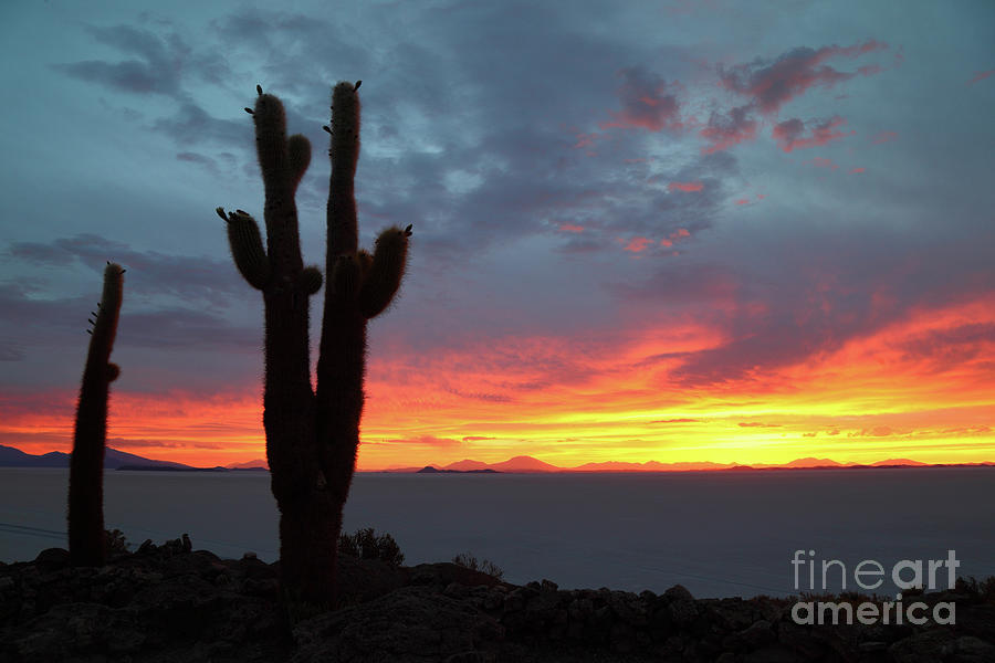 Sunset and Forked Cactus Salar de Uyuni Bolivia Photograph by James Brunker