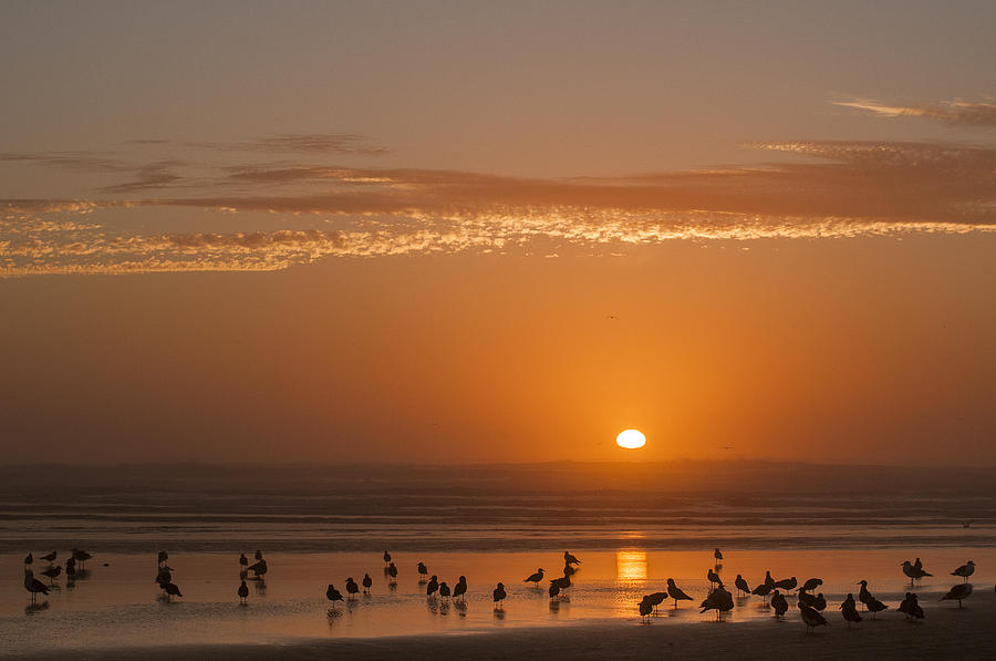 Sunset and Gulls Photograph by Robert Potts