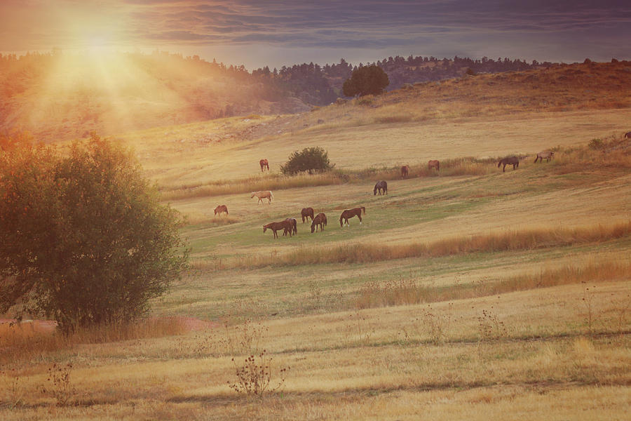 Sunset and Horses Photograph by Amanda Smith