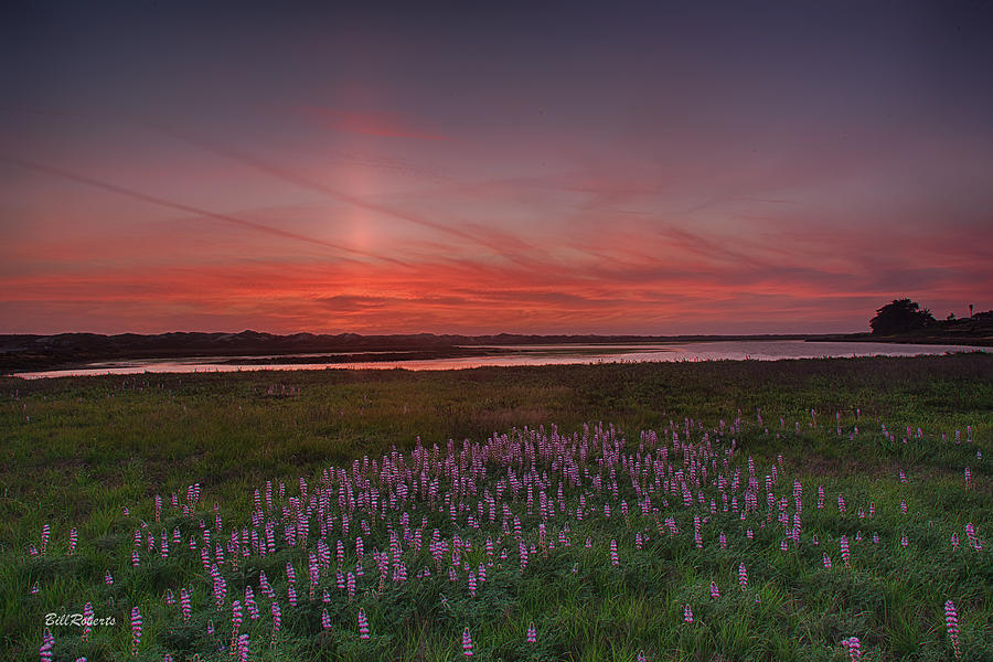 Sunset and Lupine Photograph by Bill Roberts