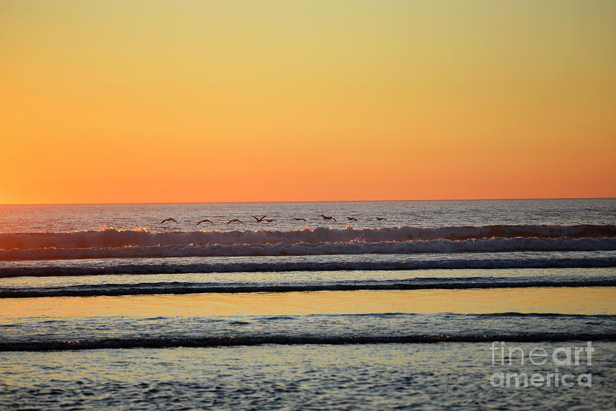Sunset and Pelicans Photograph by Denise Bruchman