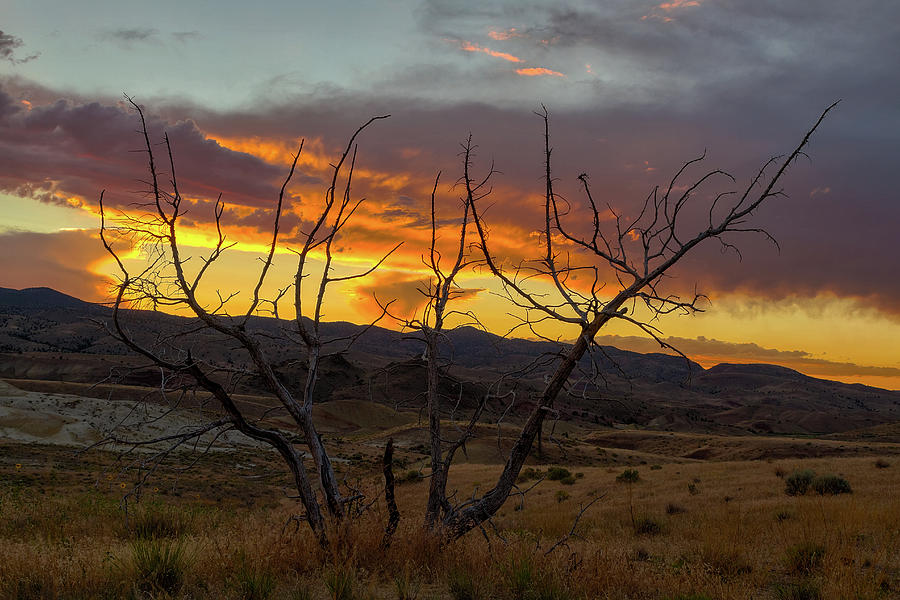 Sunset and Petrified Tree Photograph by David Gn