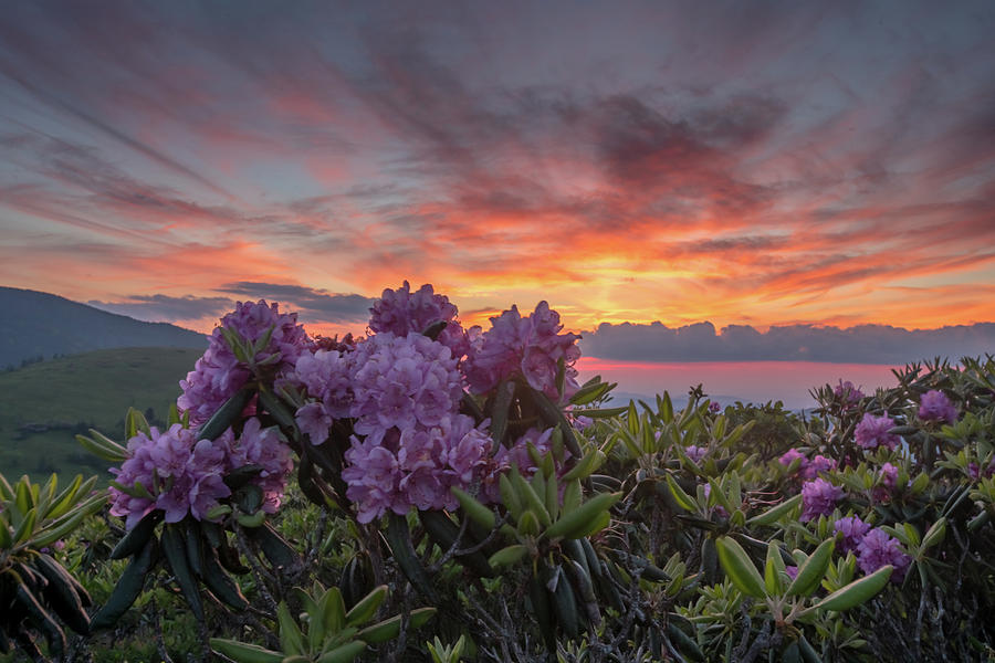 Sunset and Rhododendron Blooms Photograph by Kelly VanDellen