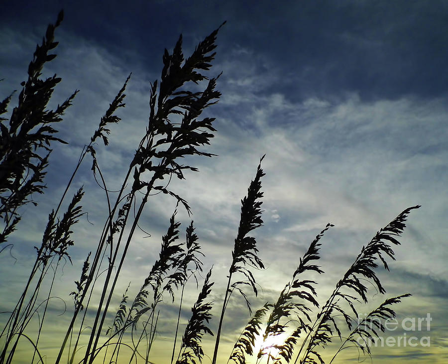 Sunset And Sea Oats Photograph by D Hackett
