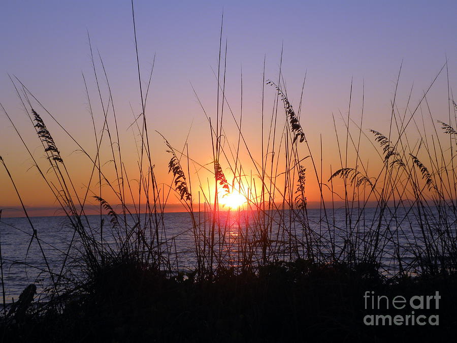 Sunset and Seaoats Photograph by Terri Mills
