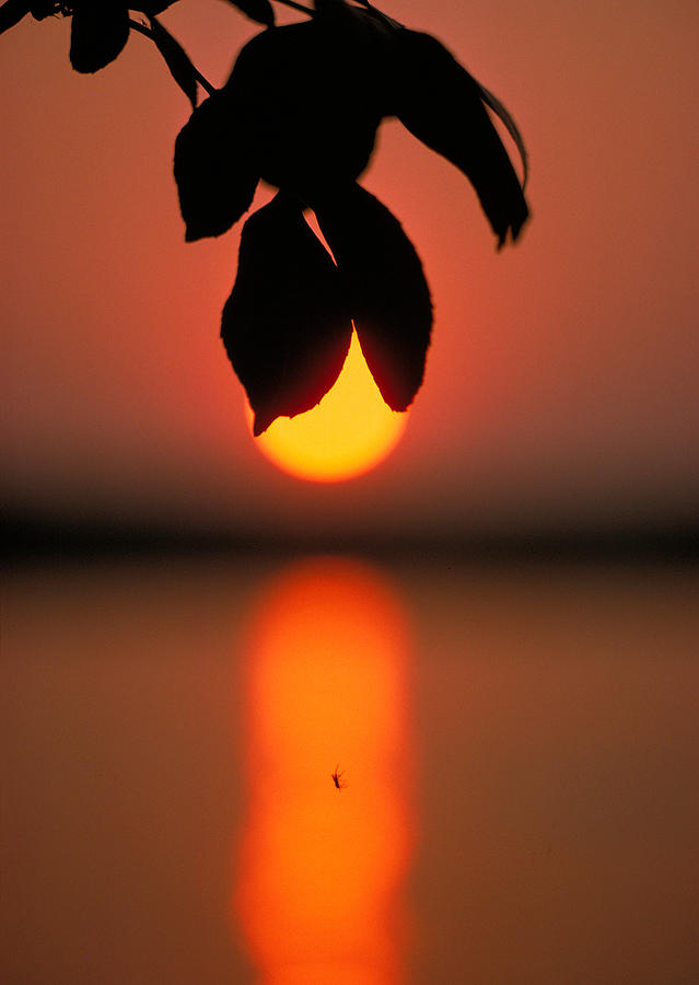 Sunset and Spider Photograph by Thomas Firak