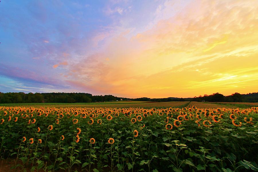 Sunset and Sunflowers Photograph by Catie Canetti