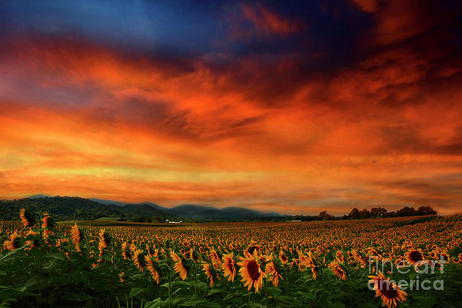 Sunset Photograph - Sunset and Sunflowers by Darren Fisher