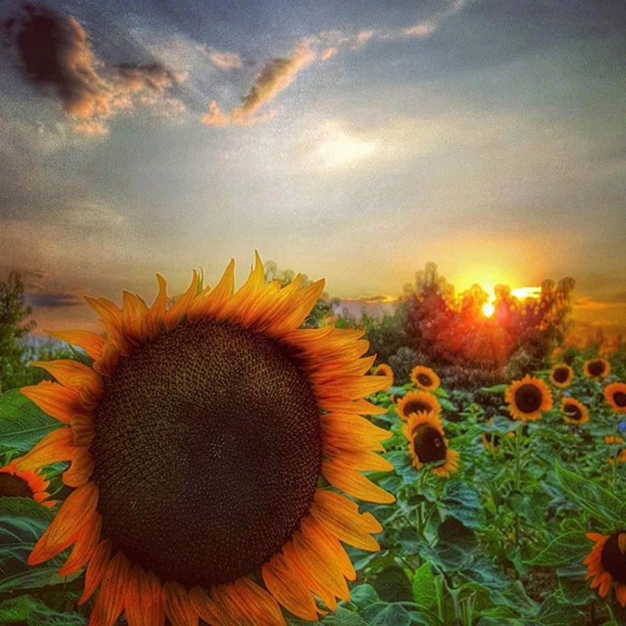 Sunset And Sunflowers Photograph by Lauren Fitzpatrick