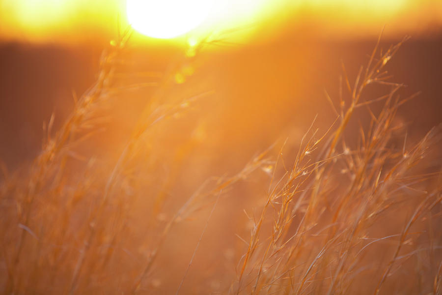 Sunset and Tall Grass Photograph by SR Green