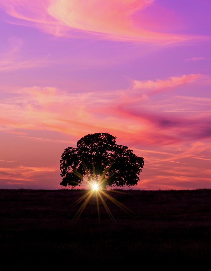 Sunset and the Oak  Photograph by Janet Kopper
