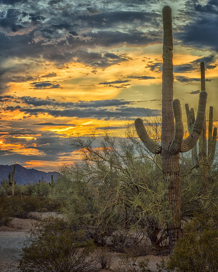Sunset Approaches - Arizona Sonoran Desert Photograph by Jon Berghoff