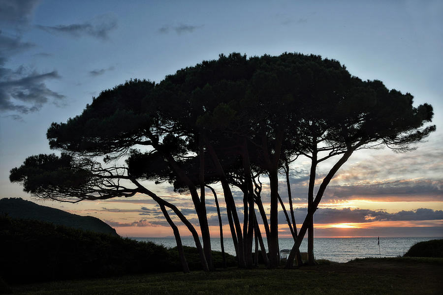 Sunset at Baratti Pines Photograph by Joachim G Pinkawa