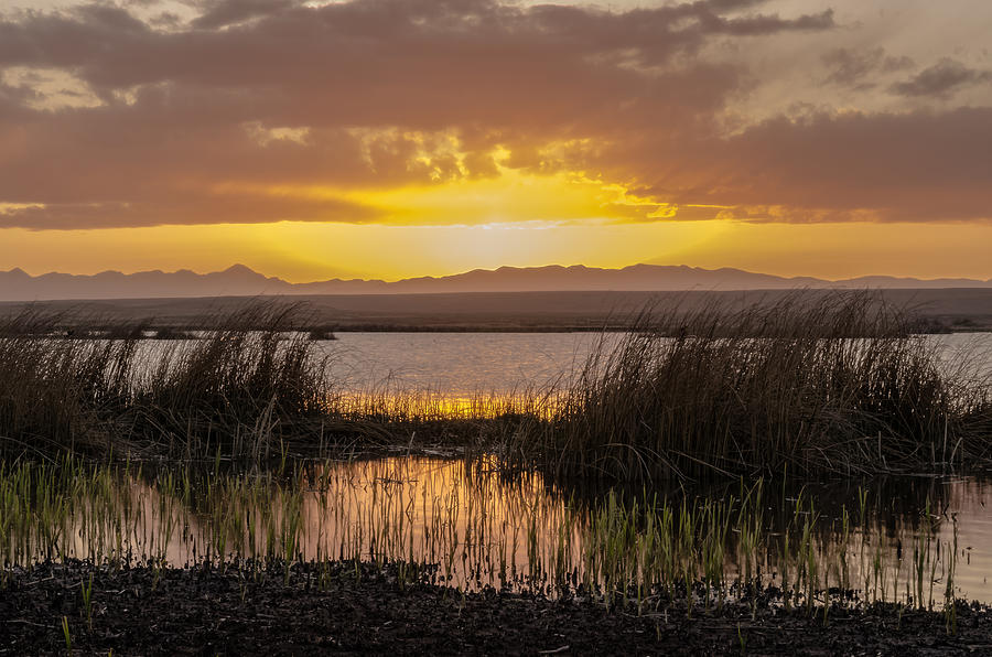 Sunset At Camas National Wildlife Refuge Photograph by Yeates Photography