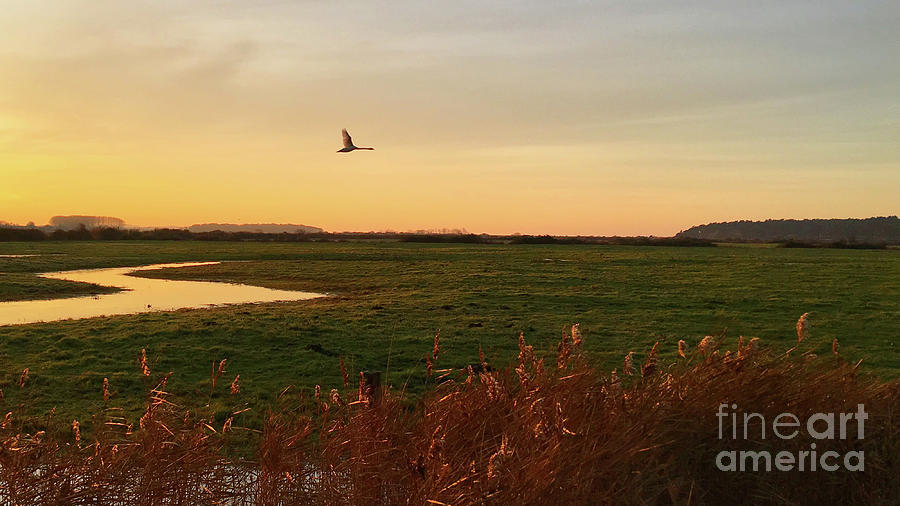 Swan Photograph - Sunset at Holkam by John Edwards
