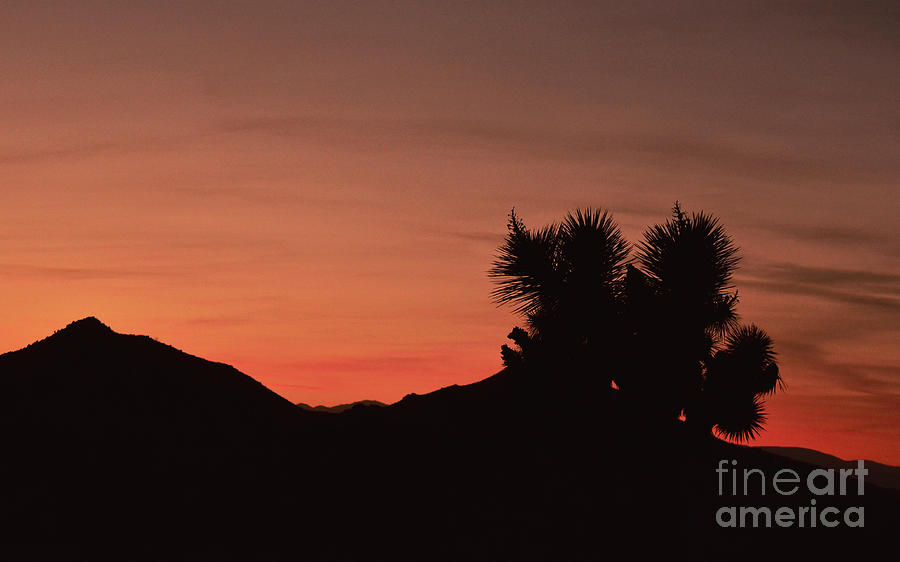 Sunset at Joshua Tree National Park Photograph by Debby Pueschel