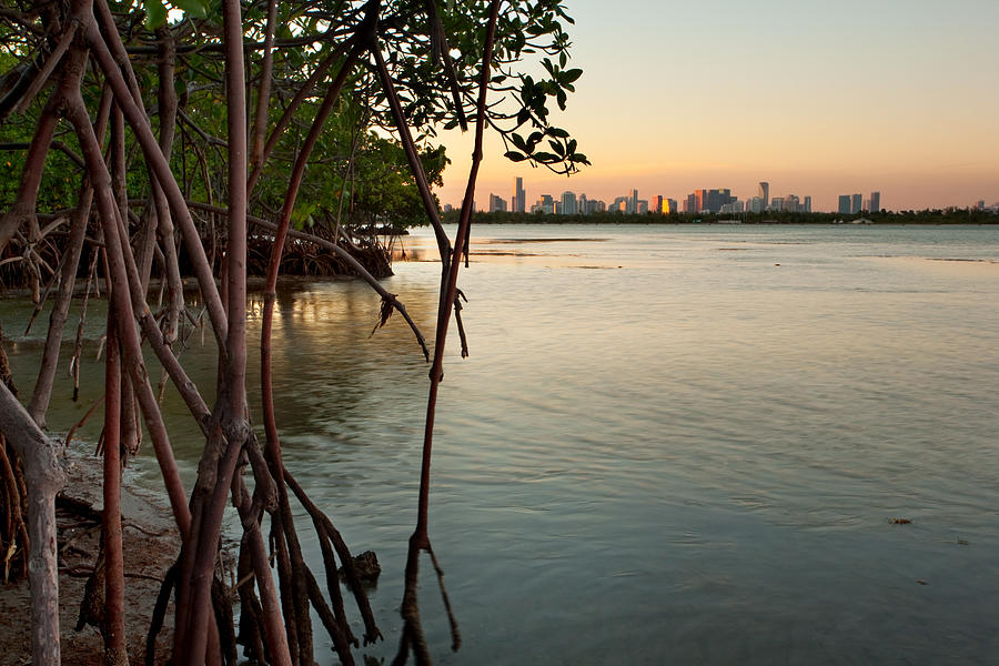 Sunset at Miami behind wild mangrove forest Photograph by Matt Tilghman