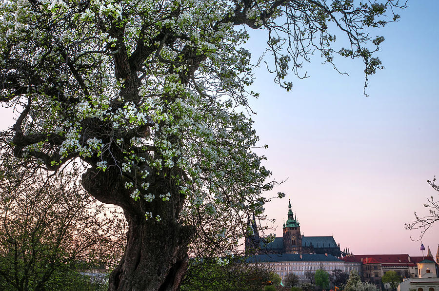 Sunset At Petrin Hill in Spring. Prague Photograph by Jenny Rainbow