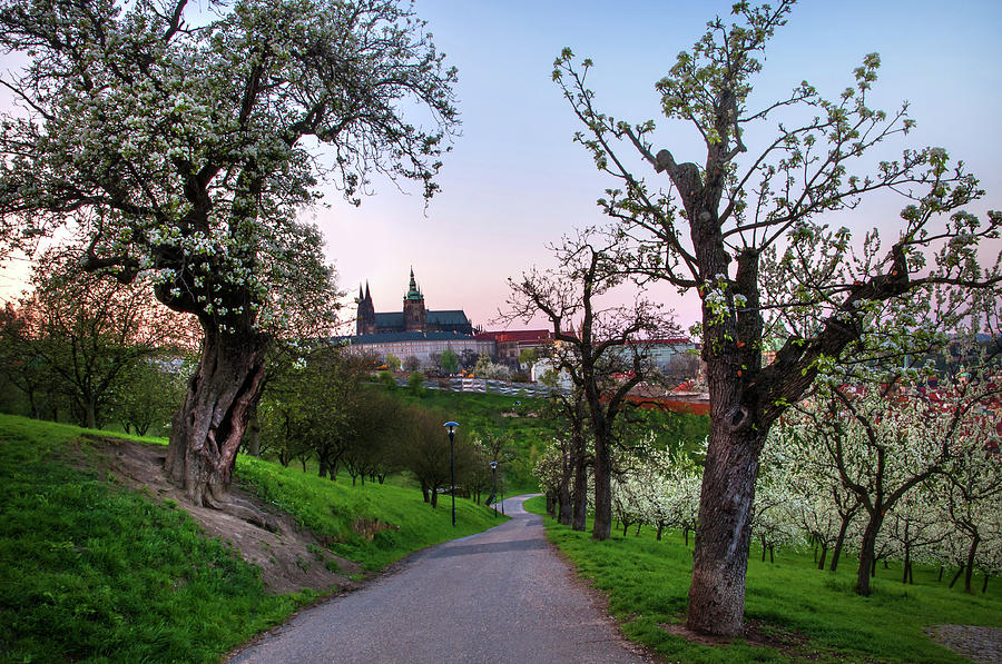 Sunset at Petrin Hill with Blooming Pear Tree. Prague Photograph by Jenny Rainbow