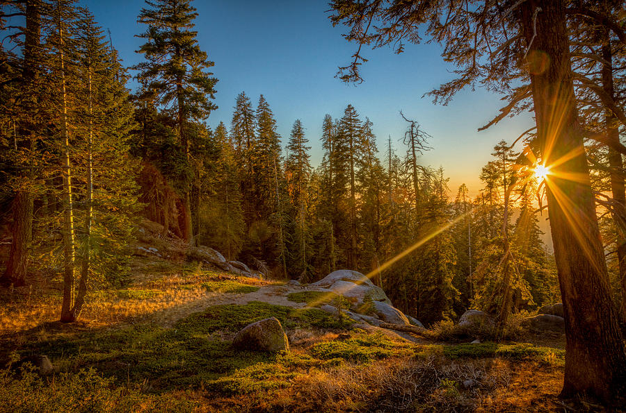Sunset at Sequoia Photograph by Rikk Flohr