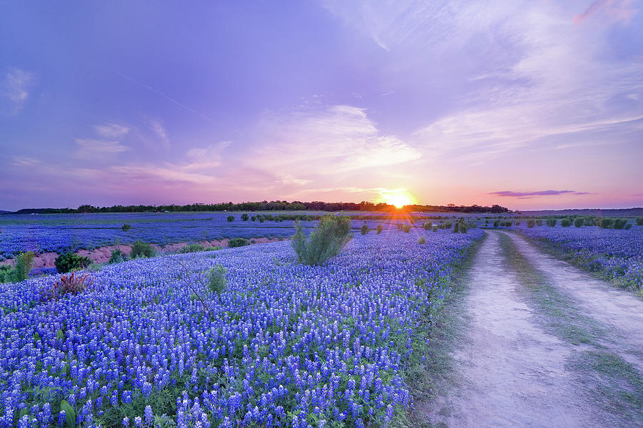 Sunset at the End of Bluebonnet Field - Texas Photograph by Ellie ...