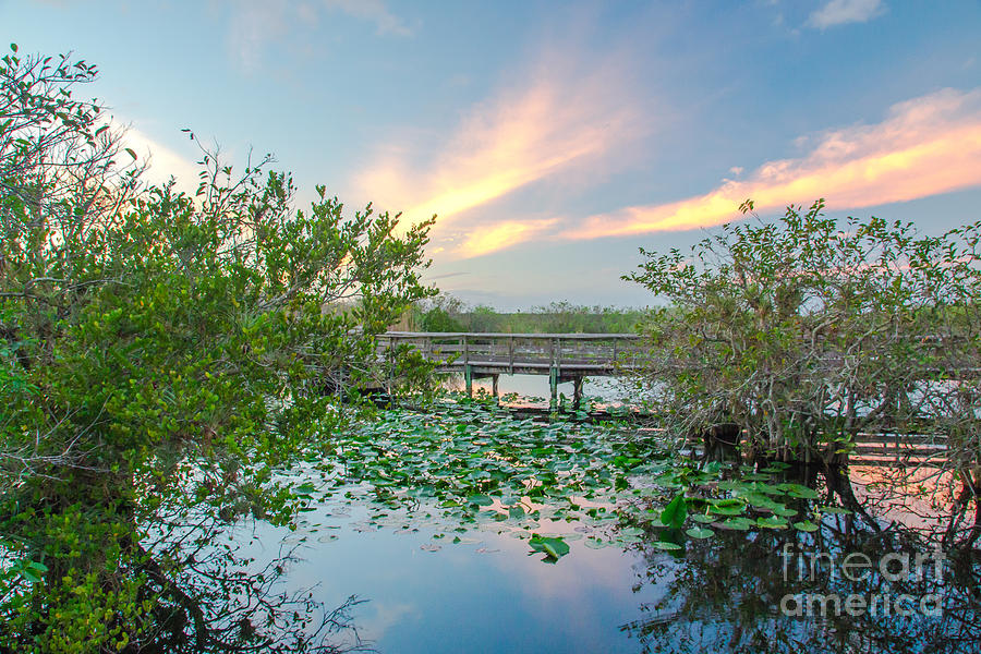 Sunset at the Everglades National Park Photograph by Amanda Mohler
