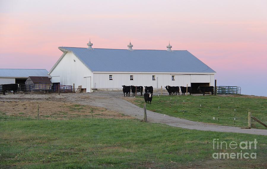 Sunset at the Farm Photograph by Suzanne Oesterling