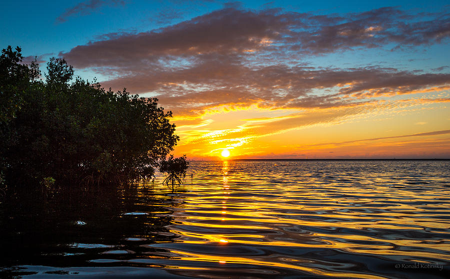 Sunset at the Mangroves Photograph by Ronald Kotinsky - Pixels