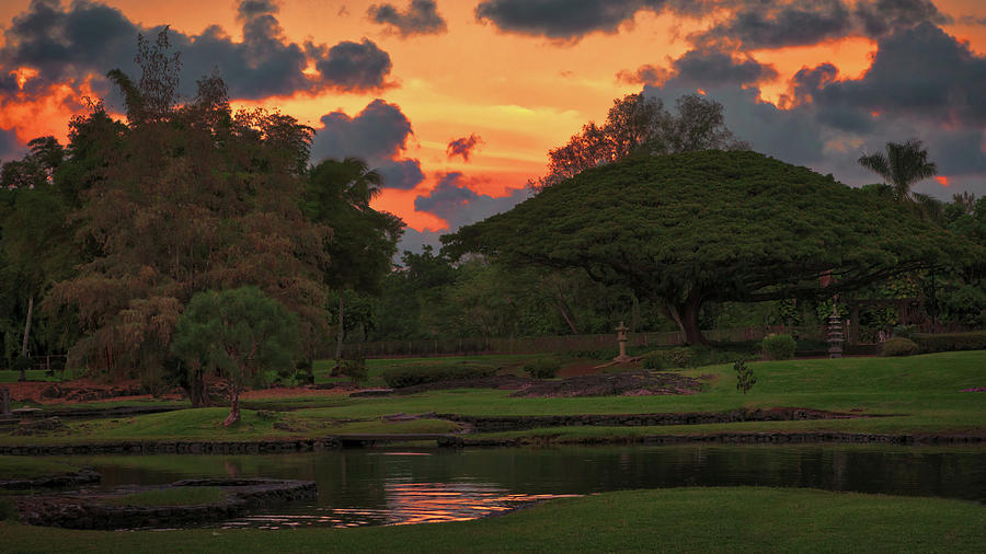 Sunset at the Monkey Pod Tree Photograph by Susan Rissi Tregoning