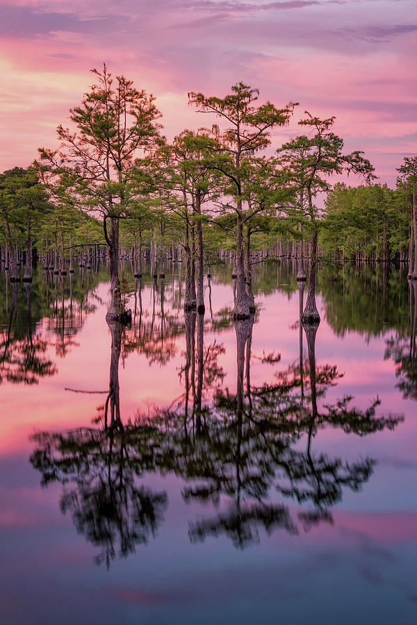 Sunset at the Swamp Photograph by Alex Mironyuk