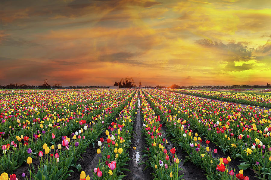 Sunset At Tulip Fields In Bloom Photograph