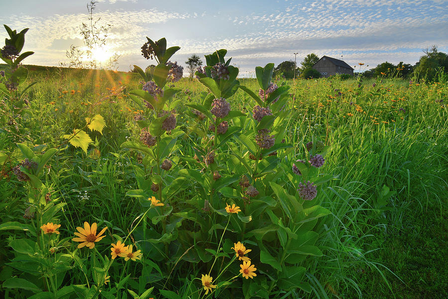 Sunset Backlights Wildflowers in Glacial Park Photograph by Ray Mathis